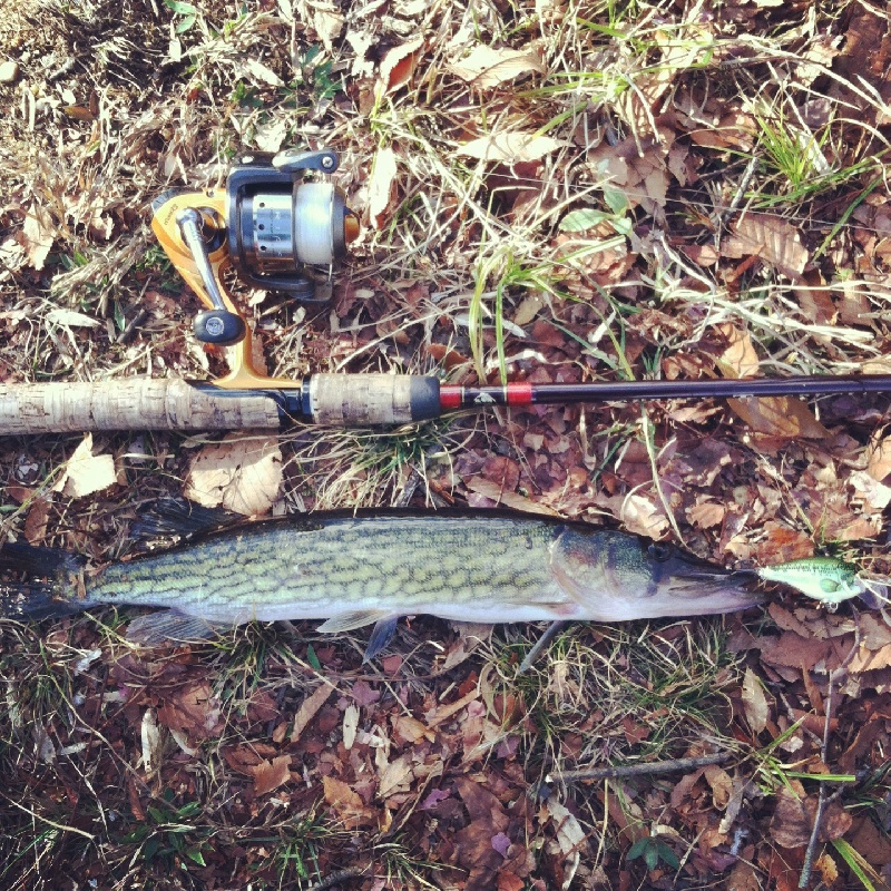 pickerel from yesterday