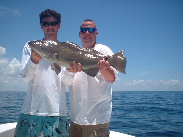 gag grouper