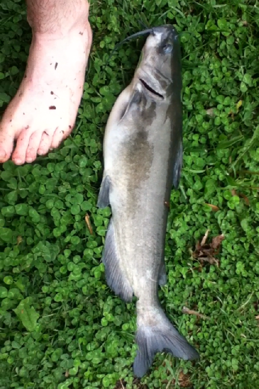 Nice Channel Catfish!