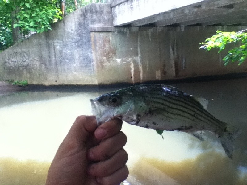 Striper!!!