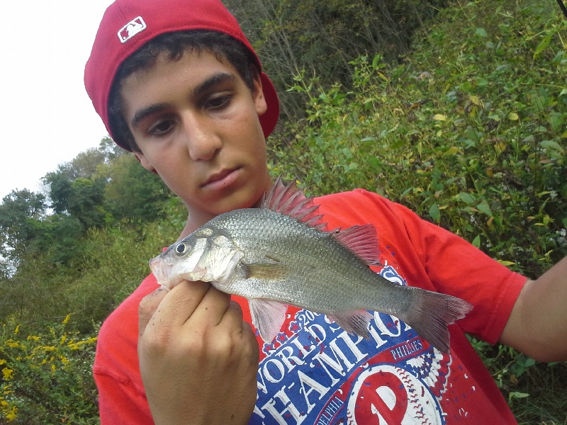 Nice White Perch.