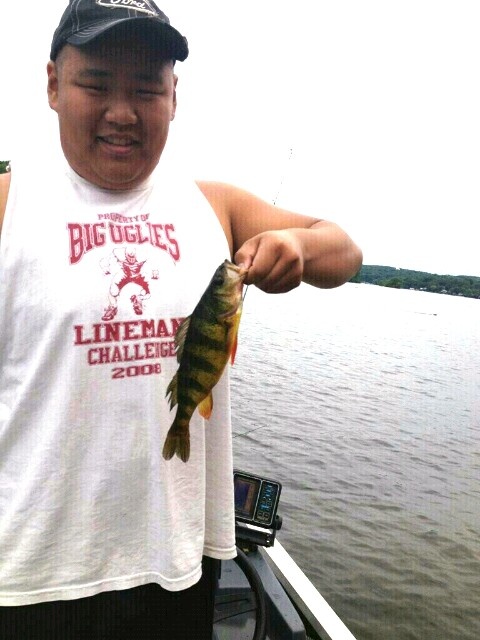 Yellow Perch