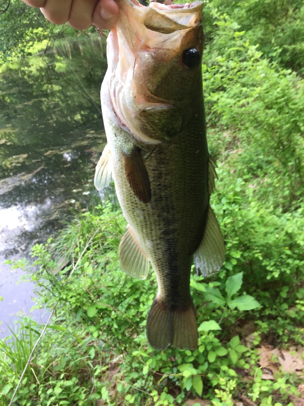 Largemouth 3