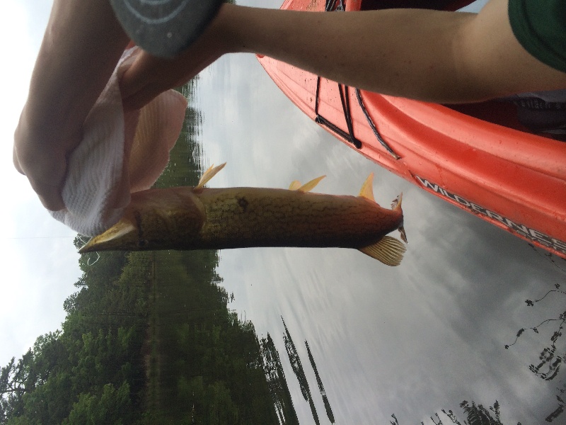 Pickerel catch