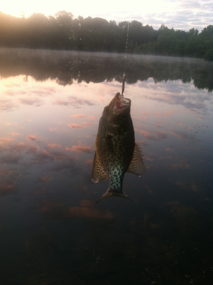 Crappie