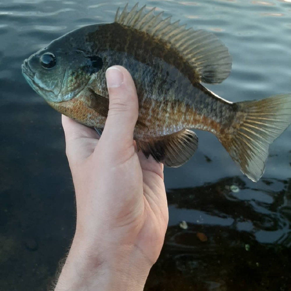 Bluegill Details - NJ Fish Finder