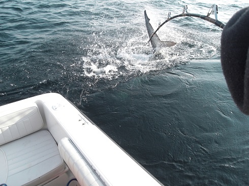 Giant Blue Sharks