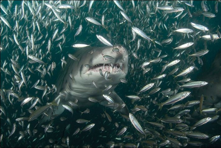 Sharks makes entrance