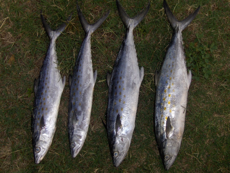 spanish mackerel