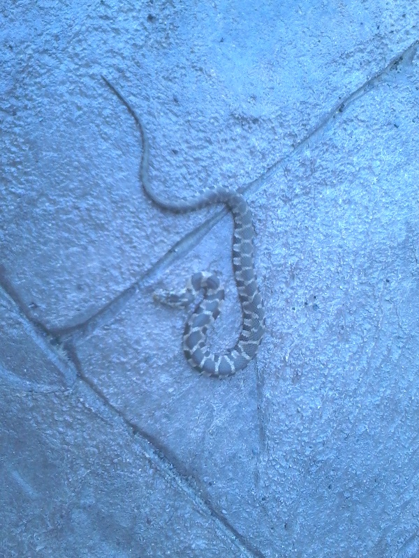 Baby copperhead