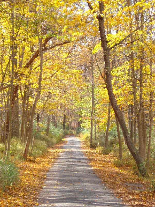 Delware Water Gap Area in Fall