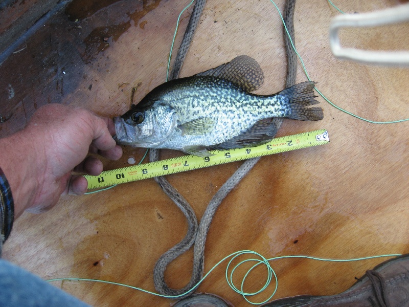 crappie point