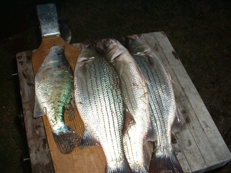 wiper, white bass, crappie