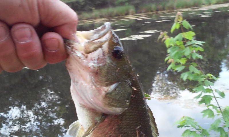 bass #4 in erial