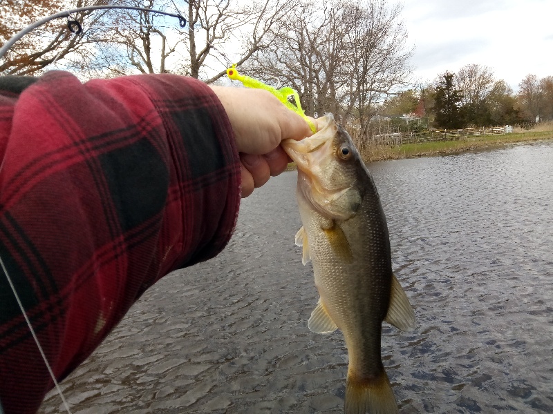 1st Bass of 2018