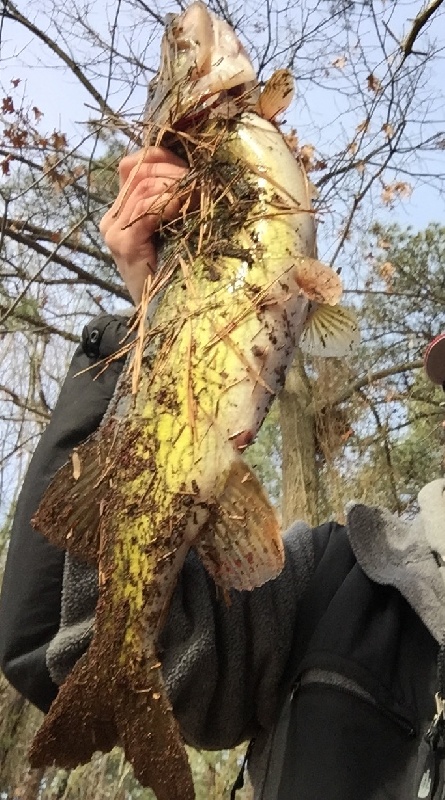 PB Pickerel on Icy Lake