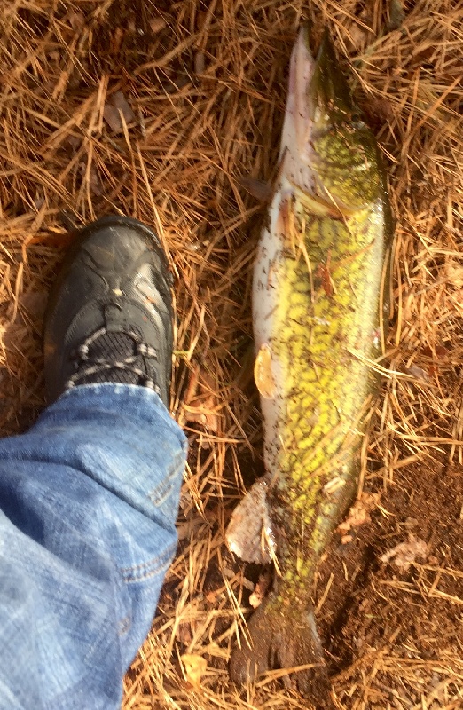 One more picture - PB Pickerel 