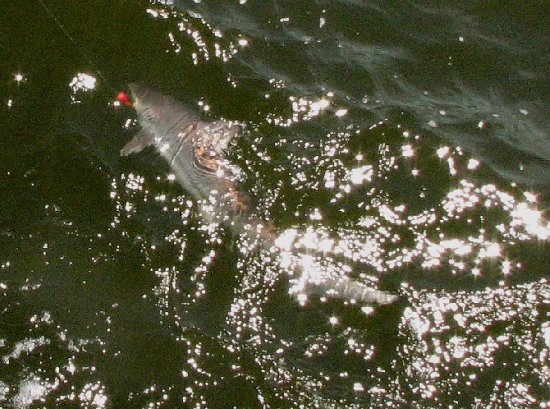 Shortfin Mako