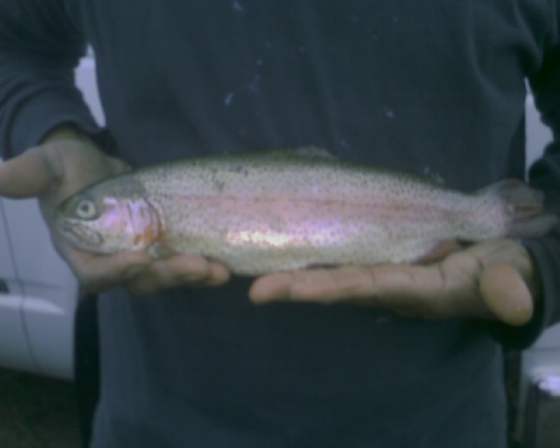 Rainbow Trout