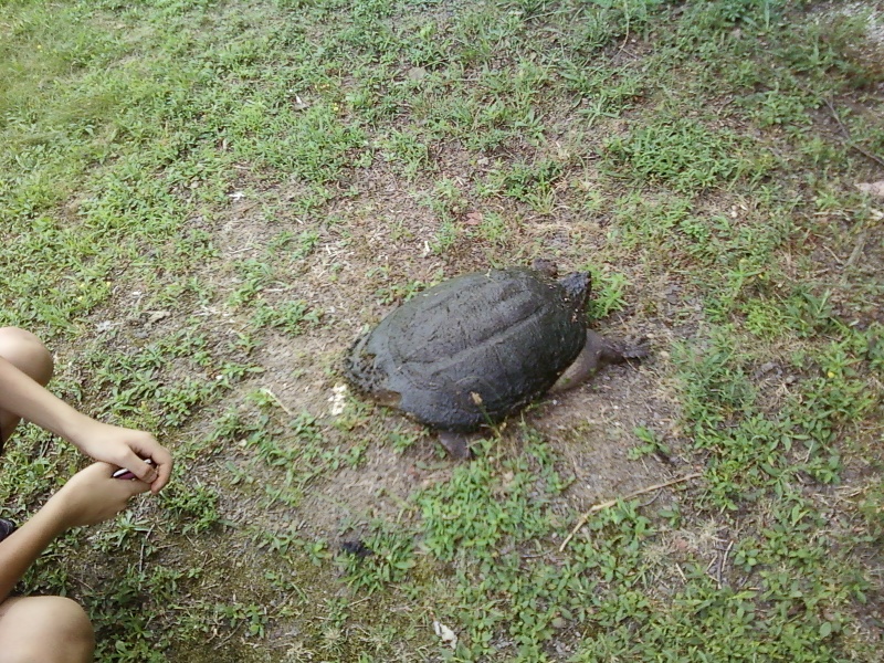 snapping turtle 