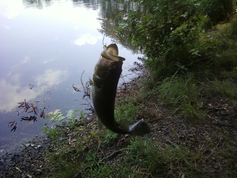 largemouth bass