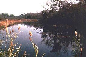 Bisphams Mill Creek