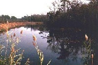 Bisphams Mill Creek 